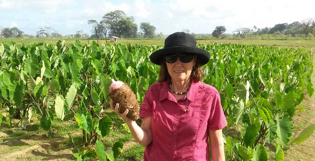 When the sea level rises, Gleadow has shown that Taro (pictured) will tolerate a certain increase in the amount of salt in groundwater.
