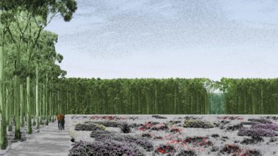 Clearings carved from the immensity of the forested Burial Belt could feature floral revegetation. Image: Other Architects