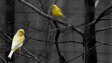 Biodiversity loss is the canary in the coalmine of landscape systems health. With one million species currently under threat of extinction globally, what can be done? Photo: Andreas P.