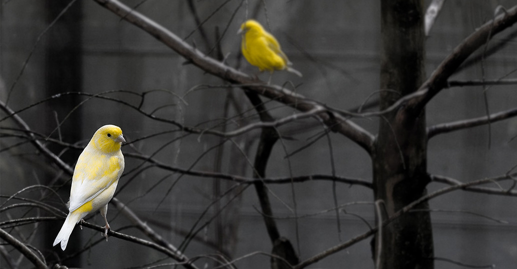 Biodiversity loss is the canary in the coalmine of landscape systems health. With one million species currently under threat of extinction globally, what can be done? Photo: Andreas P.