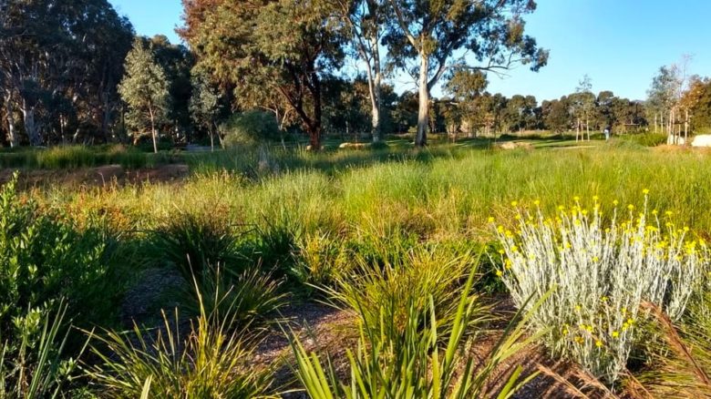 Lush flowering native planting edges the ponds and open space at Felixstowe. Photo: Jo Russell-Clarke