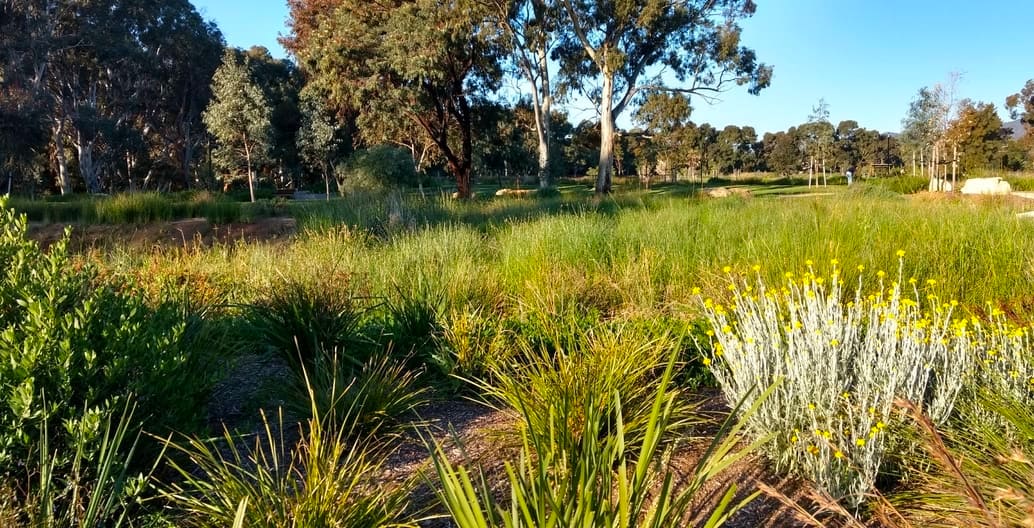 Lush flowering native planting edges the ponds and open space at Felixstowe. Photo: Jo Russell-Clarke