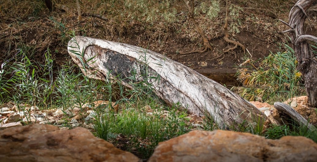 The Indigenous canoe scar tree discovered in 2011 when it fell in a storm. Photo: Same River