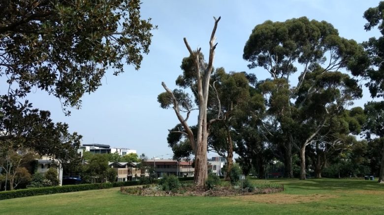 The dead Sugar Gum in Flagstaff Gardens in central Melbourne. Photo: Jo Russell-Clarke