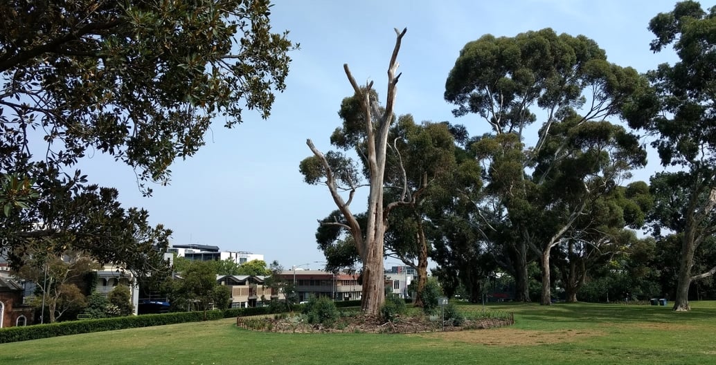 The dead Sugar Gum in Flagstaff Gardens in central Melbourne. Photo: Jo Russell-Clarke
