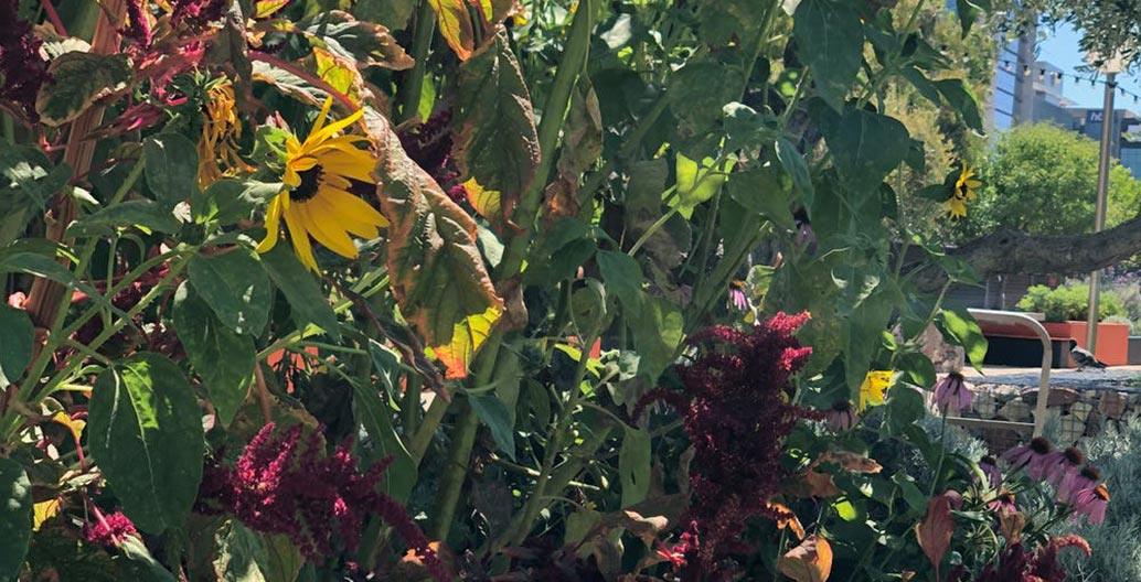 An urban orchard in Perth. Image: Zoe Myers