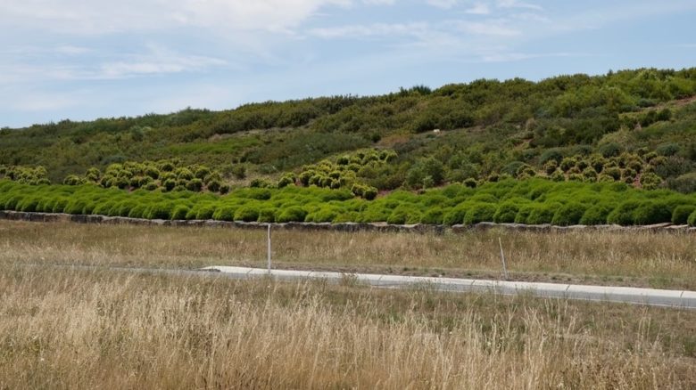 Thompson's native planting for Memorial Drive offers creates valuable linear green corridors for wildlife habitat. With Oculus and VicRoads.