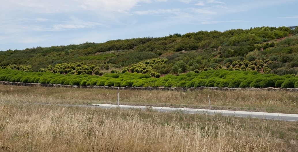 Thompson's native planting for Memorial Drive offers creates valuable linear green corridors for wildlife habitat. With Oculus and VicRoads.