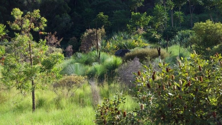 Rich textured greens are the feature of Thompson's planting design for the nine-year-old Mullumbimby Garden in northern New South Wales.