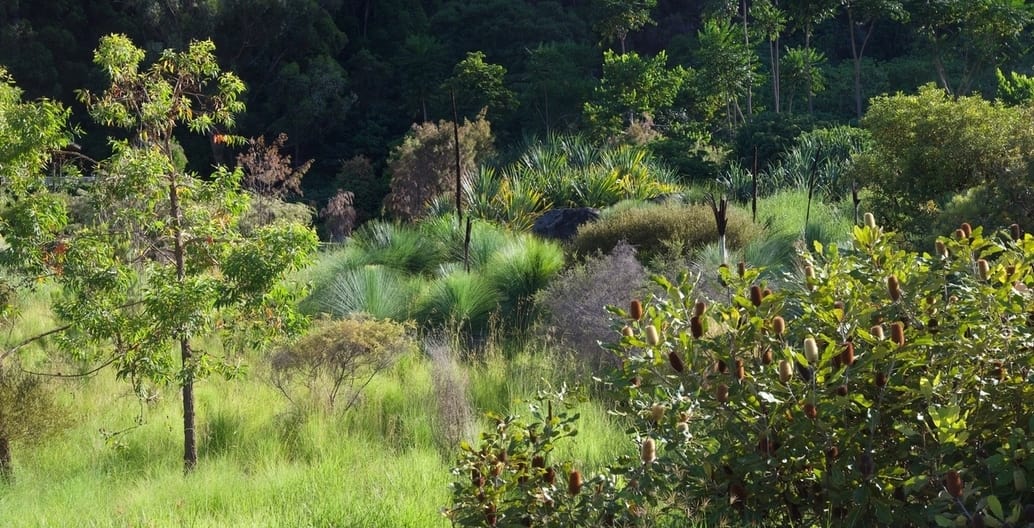 Rich textured greens are the feature of Thompson's planting design for the nine-year-old Mullumbimby Garden in northern New South Wales.