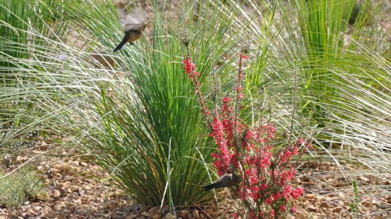 Fauna enjoying the rich native planting at Red Rocks Garden.