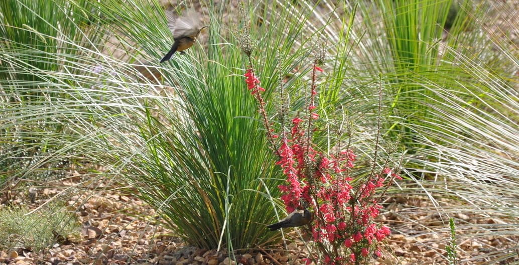 Fauna enjoying the rich native planting at Red Rocks Garden.