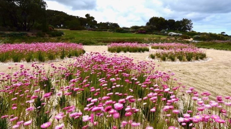 Sculptural patterning of native wildflowers at the Red Rocks Garden, near Anglesea in Victoria.