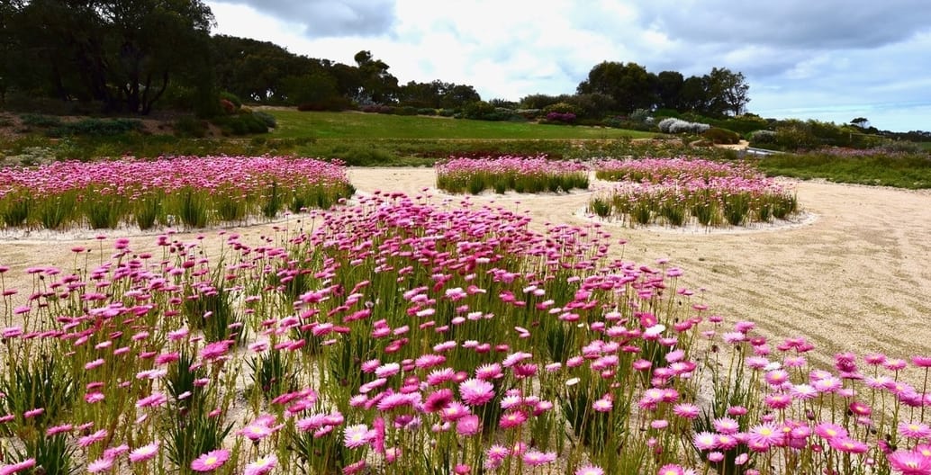 Sculptural patterning of native wildflowers at the Red Rocks Garden, near Anglesea in Victoria.