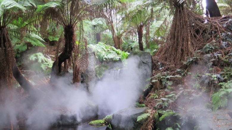 An early project with TCL: The internalised Forest Gallery of living plants at the Melbourne Museum.