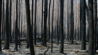 Burnt Mountain Ash in Murrindindi Scenic Reserve, Victoria. Photo: Doug Beckers