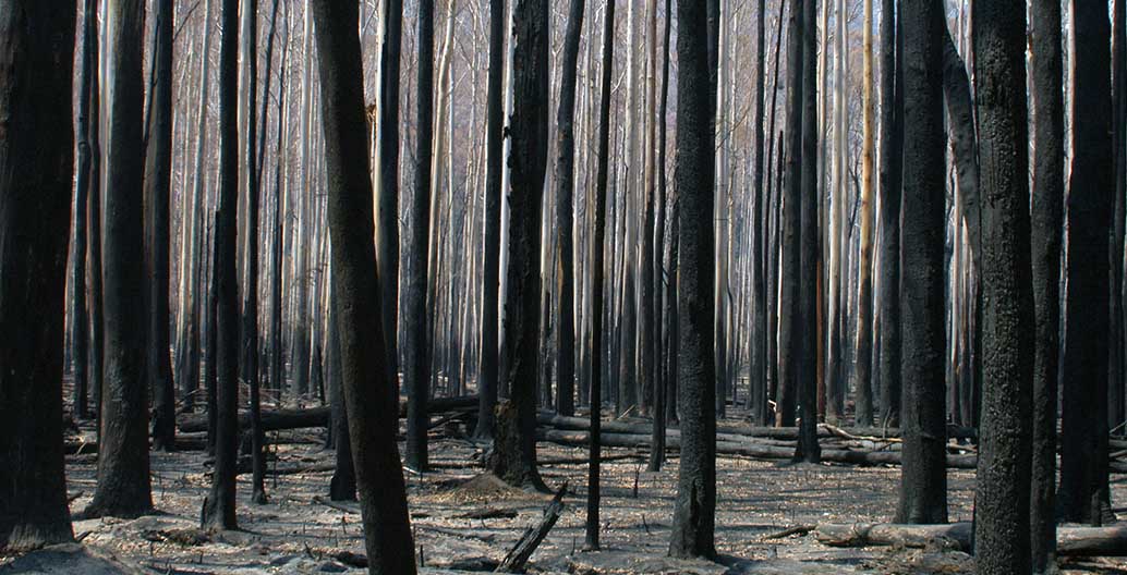 Burnt Mountain Ash in Murrindindi Scenic Reserve, Victoria. Photo: Doug Beckers