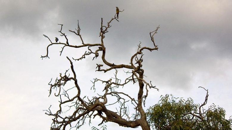 A dead branch of a Eucalyptus camaldulensis (river red gum) plays pitstop for assorted bird life. Photo: Rexness