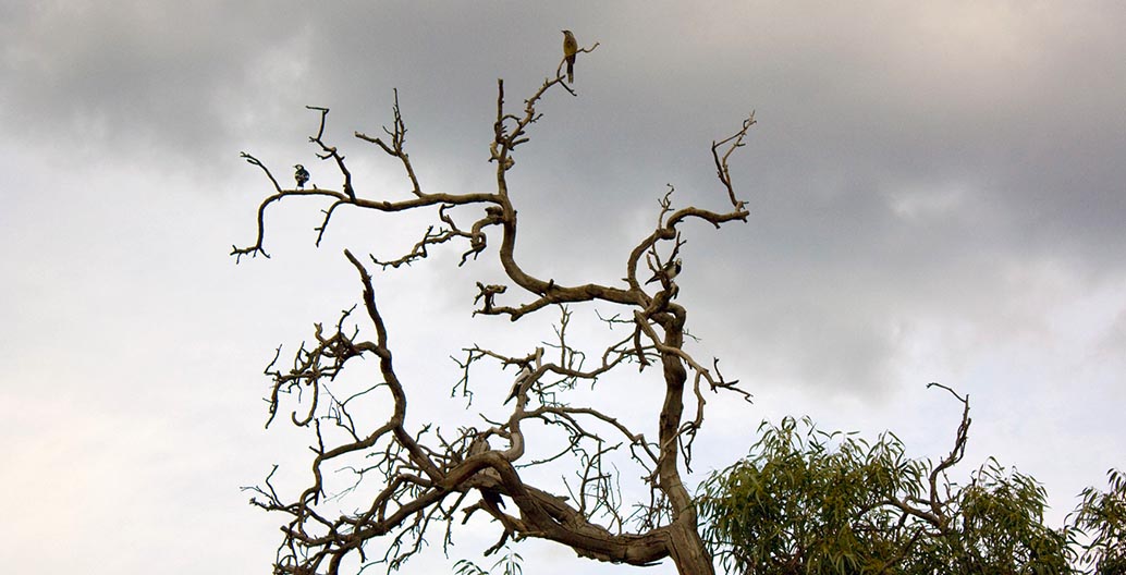 A dead branch of a Eucalyptus camaldulensis (river red gum) plays pitstop for assorted bird life. Photo: Rexness