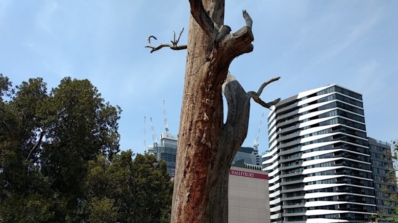 The dead Eucalyptus in Flagstaff Gardens. Melbourne against a background of city buildings. Photo: Jo Russell-Clarke