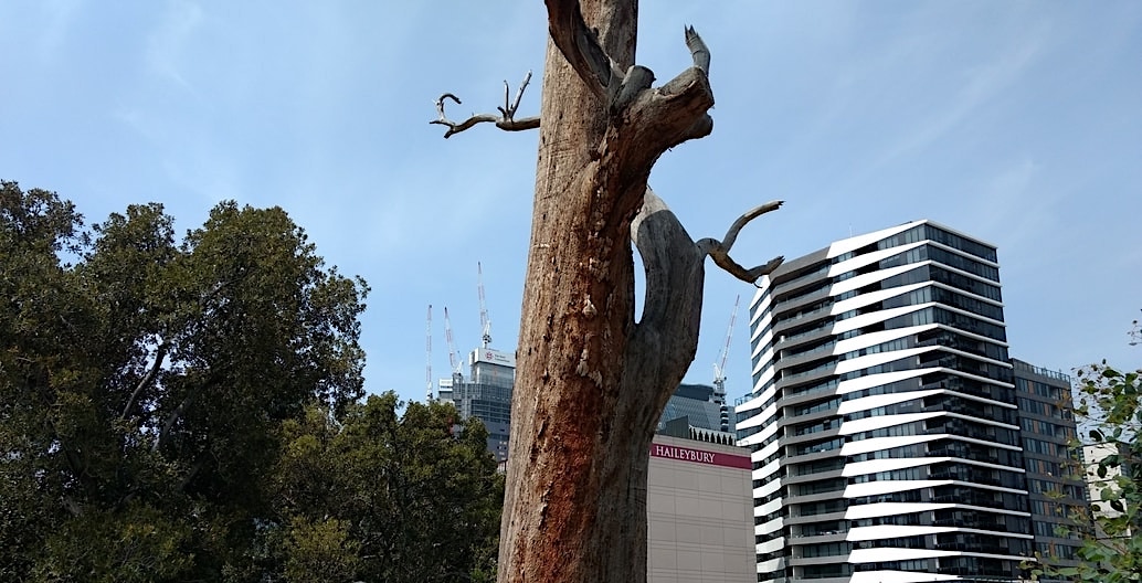 The dead Eucalyptus in Flagstaff Gardens. Melbourne against a background of city buildings. Photo: Jo Russell-Clarke