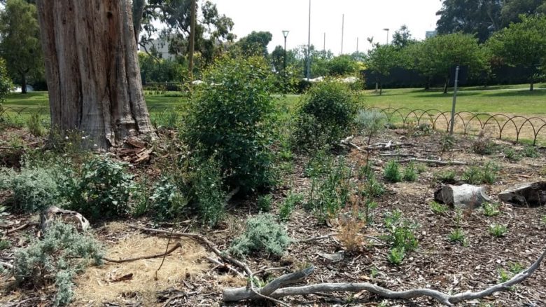 A fenced-off garden bed area beneath the dead tree is planted with indigenous species and trees grown from the trees seed. Photo: Jo Russell-Clarke