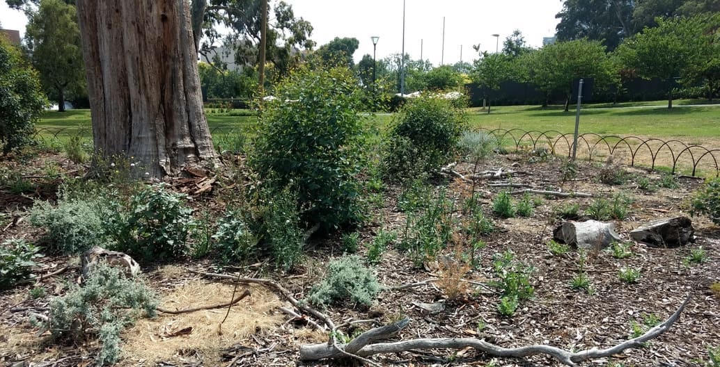 A fenced-off garden bed area beneath the dead tree is planted with indigenous species and trees grown from the trees seed. Photo: Jo Russell-Clarke