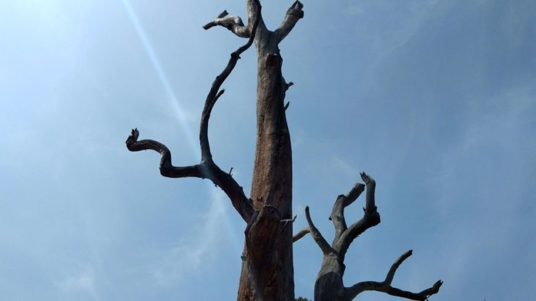 The retained tree in Flagstaff Gardens in Melbourne was pruned and manipulated to add habitat hollows for wildlife, attracting nesting birds and microbats. Photo: Jo Russell-Clarke