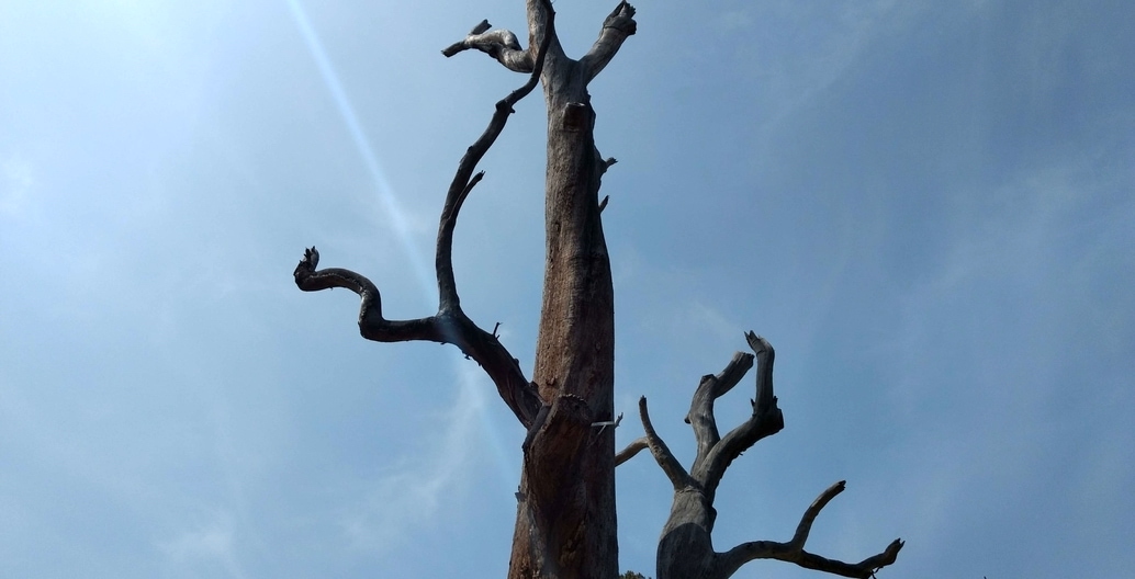 The retained tree in Flagstaff Gardens in Melbourne was pruned and manipulated to add habitat hollows for wildlife, attracting nesting birds and microbats. Photo: Jo Russell-Clarke