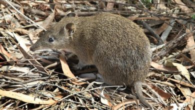 The endangered southern brown bandicoot is doing well in urban wildlife corridors created by infrastructure provision in Melbourne's suburbs. Photo: John O'Neill