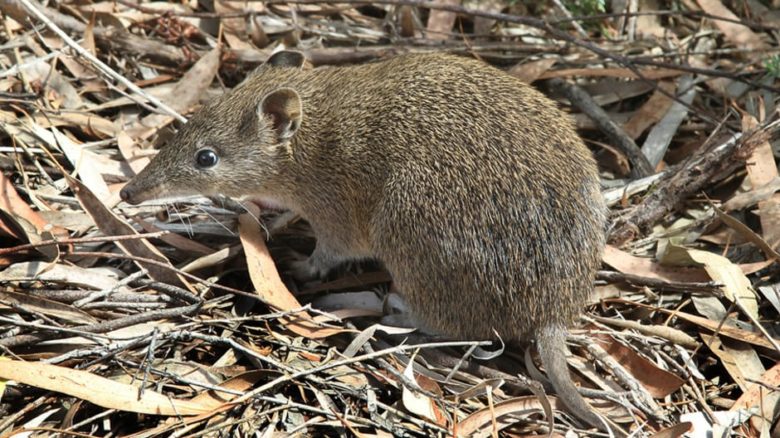 The endangered southern brown bandicoot is doing well in urban wildlife corridors created by infrastructure provision in Melbourne's suburbs. Photo: John O'Neill