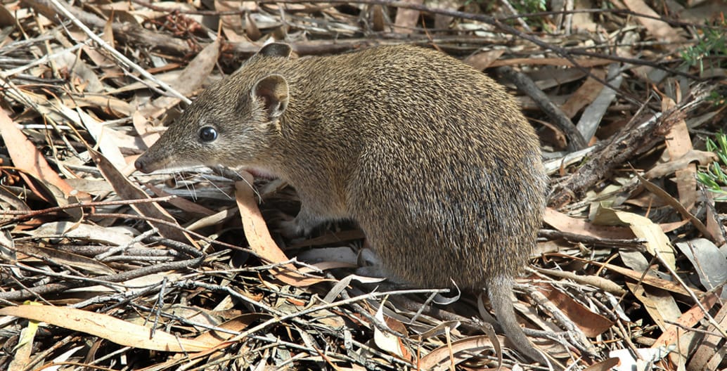 The endangered southern brown bandicoot is doing well in urban wildlife corridors created by infrastructure provision in Melbourne's suburbs. Photo: John O'Neill