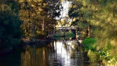 Forest, river and bridge in Melbourne, Australia.