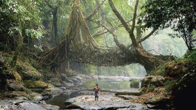 In the jungles of Meghalaya, India, the Khasi people have grown living root bridges over rivers for centuries. Photo: © Amos Chapple