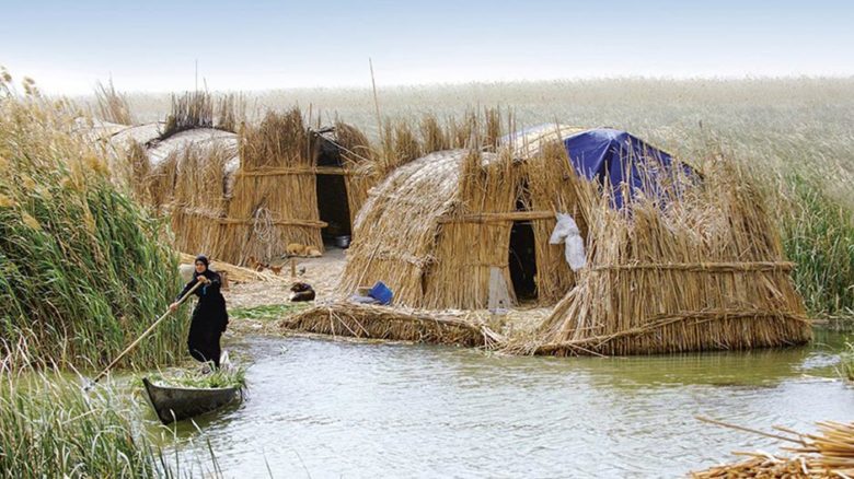 Qasab reed has long served as raw material for homes, handicrafts, tools, and animal fodder with the distinctive mudhif houses of the Ma’dan people. Photo: © Esme Allen