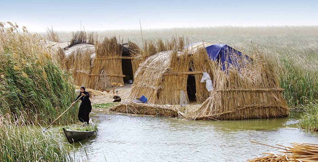 Qasab reed has long served as raw material for homes, handicrafts, tools, and animal fodder with the distinctive mudhif houses of the Ma’dan people. Photo: © Esme Allen