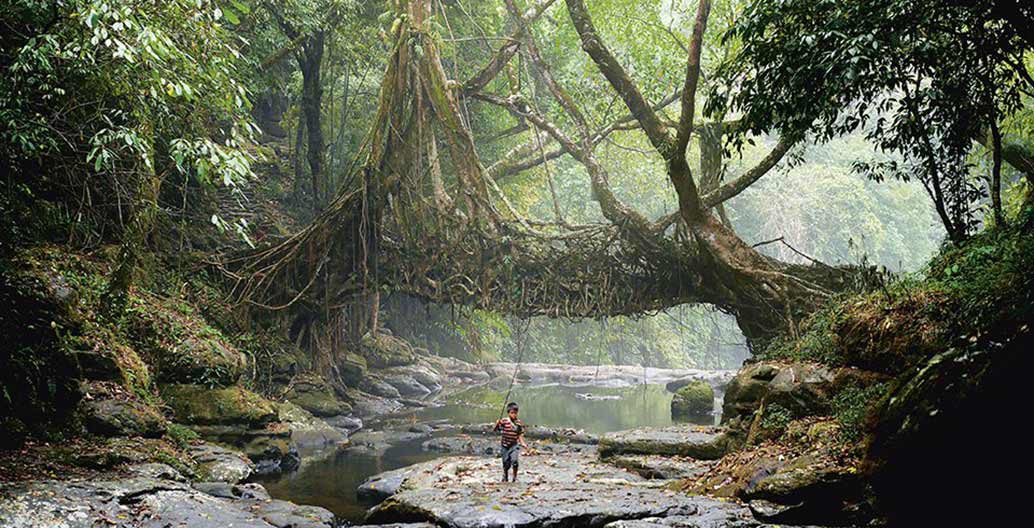 In the jungles of Meghalaya, India, the Khasi people have grown living root bridges over rivers for centuries. Photo: © Amos Chapple