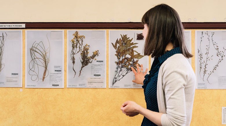 Volunteers help with mounting specimens at the Royal Botanic Gardens collection in the National Herbarium.