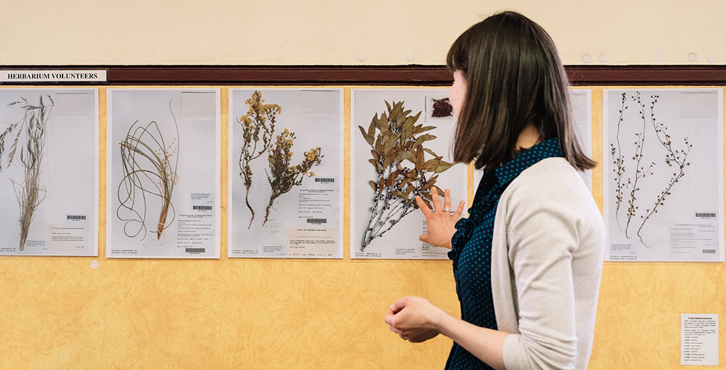Volunteers help with mounting specimens at the Royal Botanic Gardens collection in the National Herbarium.