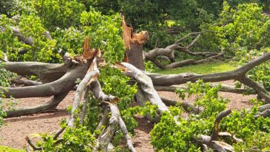 A 150 year old White Oak collapses on the lawn of the Royal Botanic Gardens Melbourne, a victim of climate change stresses. Photo courtesy RBG