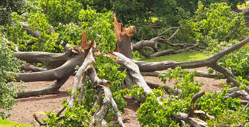 A 150 year old White Oak collapses on the lawn of the Royal Botanic Gardens Melbourne, a victim of climate change stresses. Photo courtesy RBG