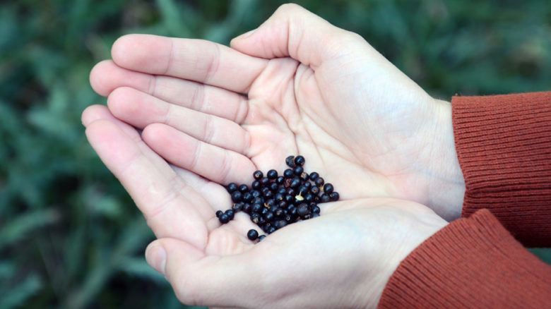 Seed from the Victorian Conservation Seedbank includes a third of the state’s flora and around half its rare and threatened species.