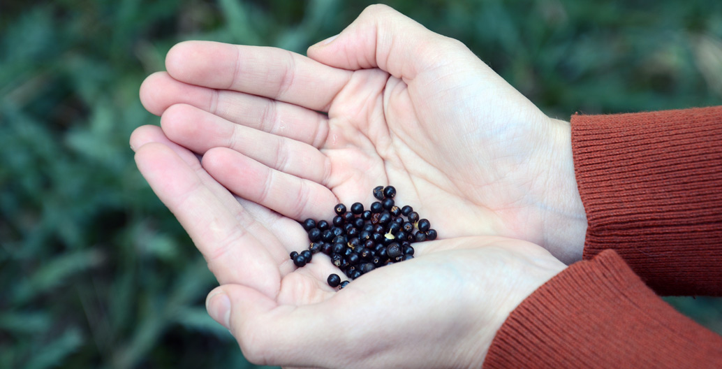 Seed from the Victorian Conservation Seedbank includes a third of the state’s flora and around half its rare and threatened species.