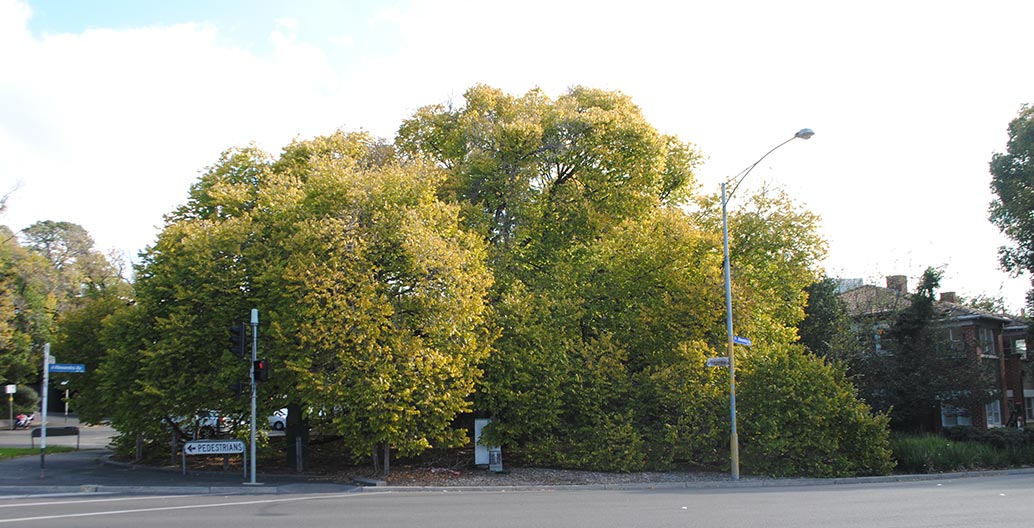 Golden Elm Punt Road