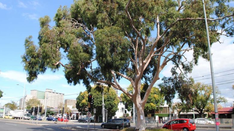 100-year-old Lemon-Scented Gum Flemington Road National Trust Register of Significant Trees