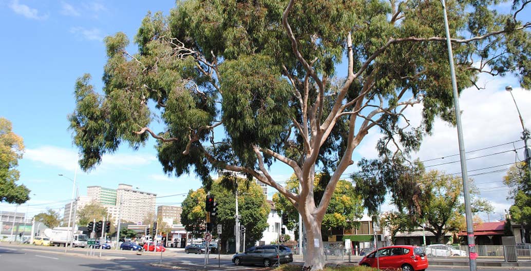 100-year-old Lemon-Scented Gum Flemington Road National Trust Register of Significant Trees