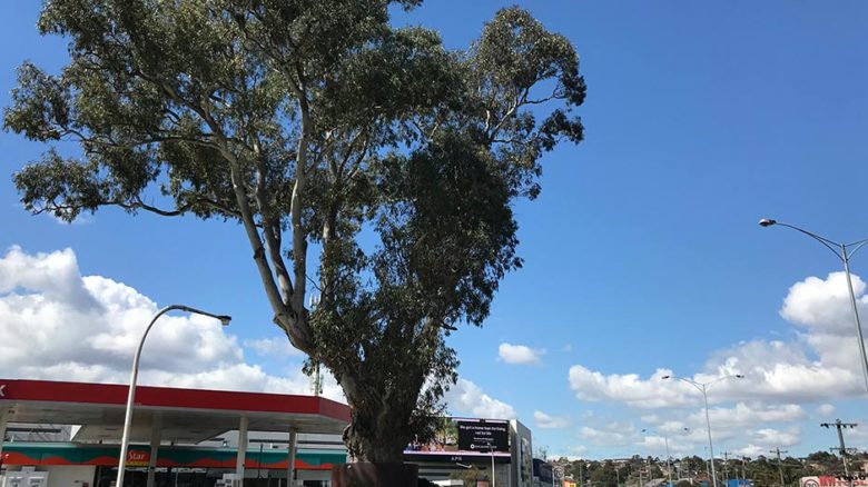 River red gum bulleen significant trees