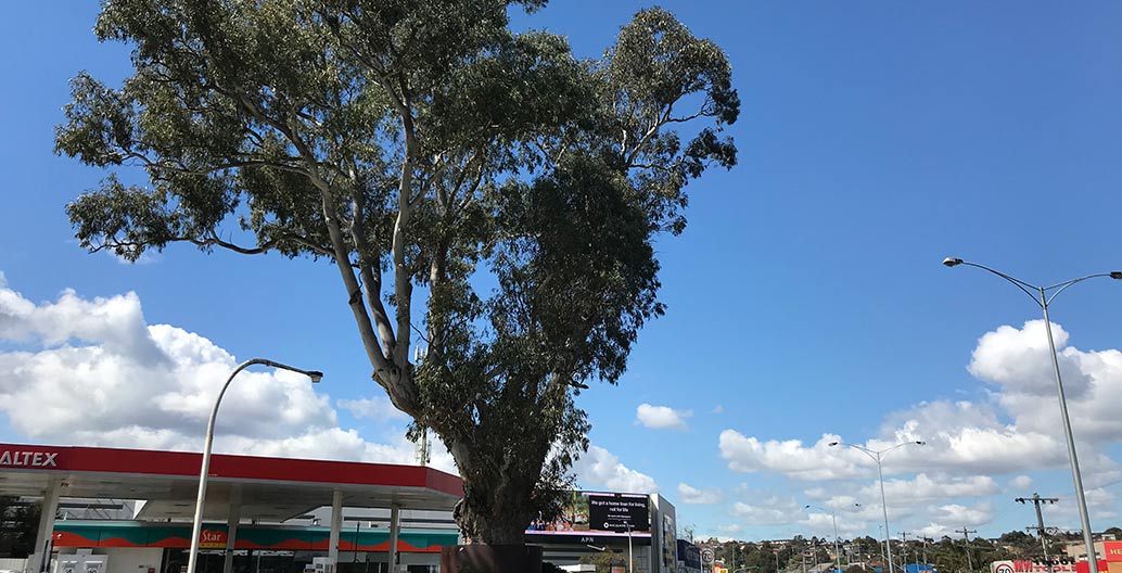 River red gum bulleen significant trees