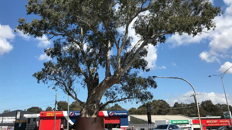 Recognised as a significant tree, this 300-year-old River Red Gum in Bulleen pre-dates colonial Australia.