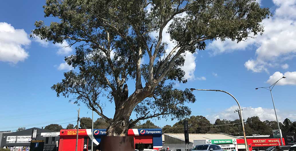 Recognised as a significant tree, this 300-year-old River Red Gum in Bulleen pre-dates colonial Australia.